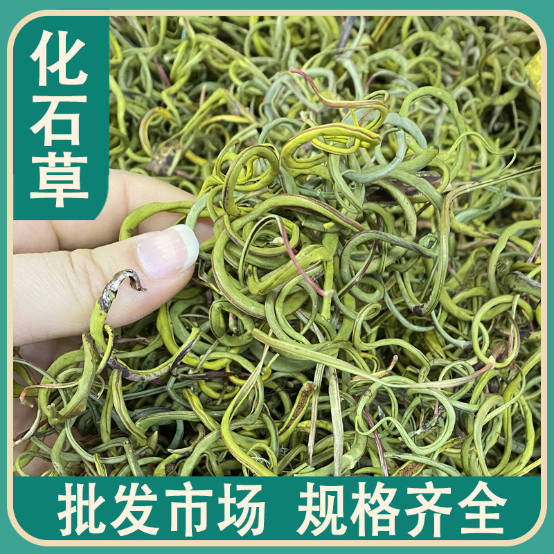 批发化石草500克散装产地直供肾精草肾经草肾精茶中药材一件代发