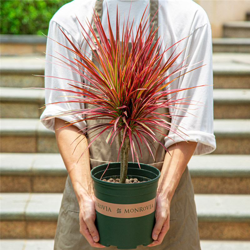七彩铁植物盆栽植物室内花卉三色龙血树办公室绿植客厅