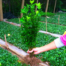 北海道法国冬青金边瓜子黄杨日本珊瑚树红叶石楠庭院绿篱四季常青