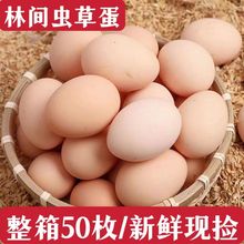 农家散养土鸡蛋新鲜绿壳乌鸡蛋混合装儿童孕妇营养蛋整箱批发