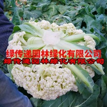 白菜花种孑花菜椰菜西兰花松花菜籽阳台盆栽农家菜园四季蔬菜种子