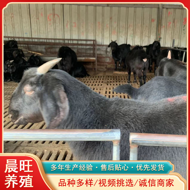 福建宁德山羊有哪些品种卖黑山羊适合南方养殖努比亚黑山羊多少钱