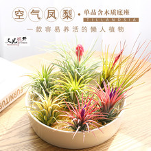 空气凤梨无土懒人植物木托套餐微景观草花净化空气绿植盆栽