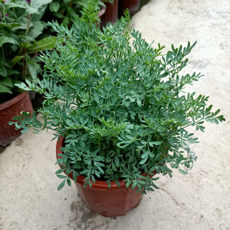 芸香草种子臭草煲绿豆糖水食用植物清热臭艾小香草苗阳台盆栽种子