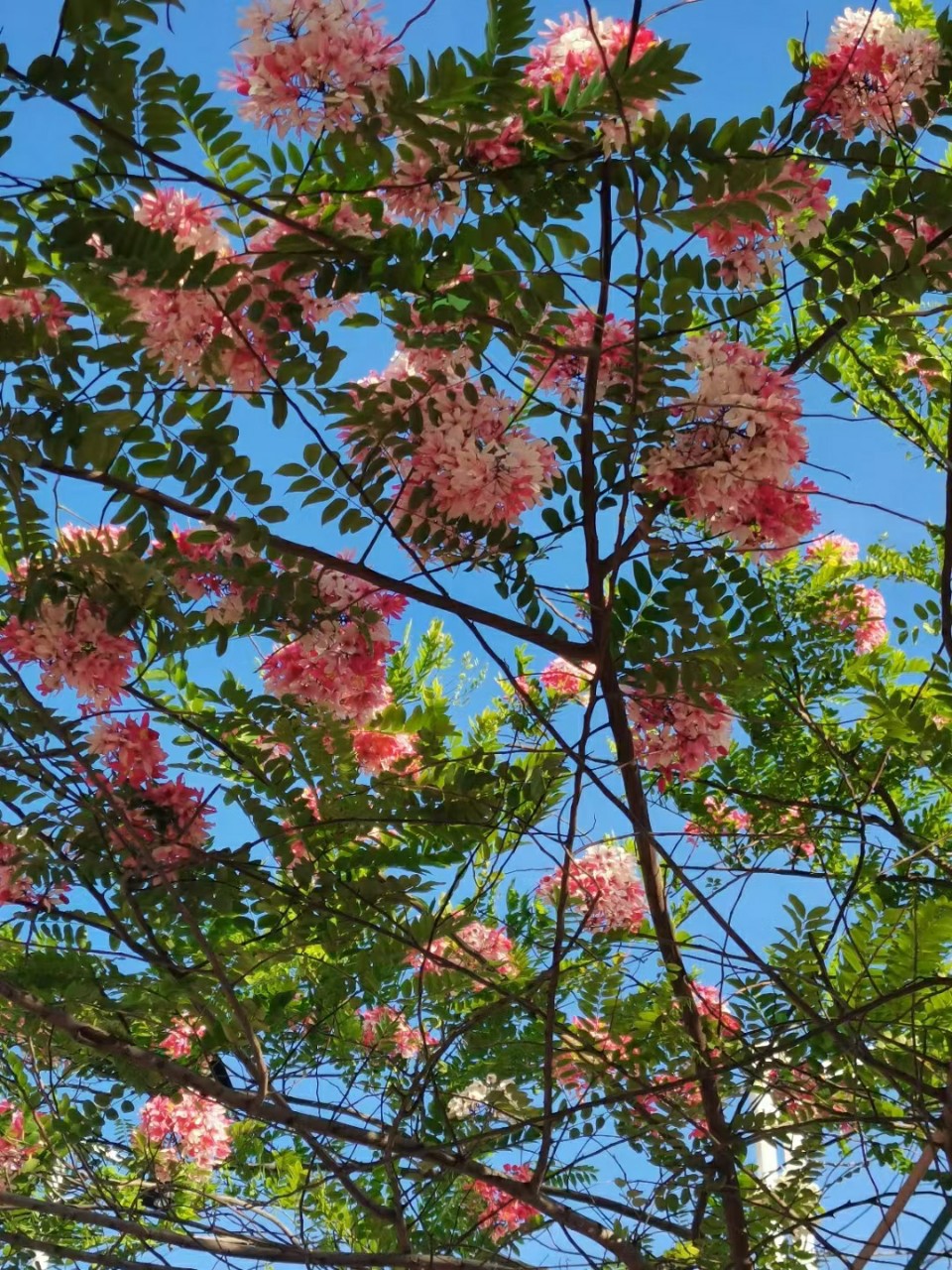 粉花山扁豆 节果决明 开花行道树 中山乔木绿植直销