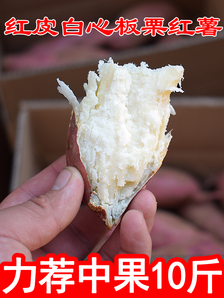 农家现挖新鲜红皮白心红薯栗子香板栗薯白心地瓜5白瓤