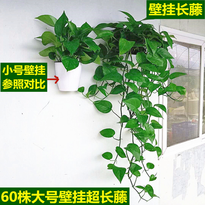 挂墙绿植真花禄萝盆栽悬挂式植物四季青阳台养什么适合种的吊蓝花