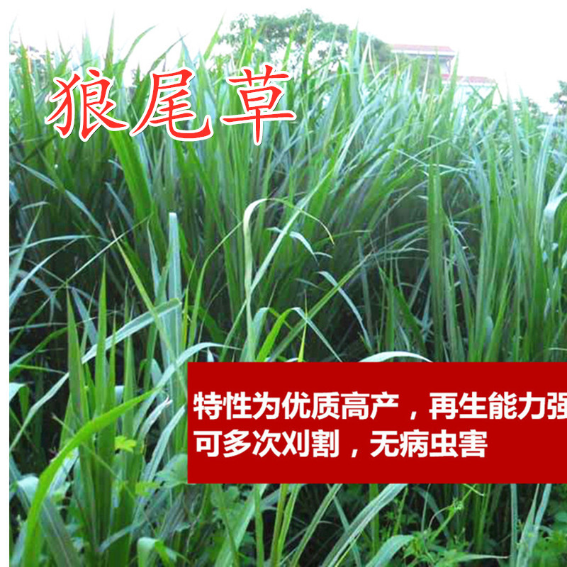牧草种子南方多年生四季高产杂交狼尾草耐旱耐收割养殖牛羊鱼鸡兔