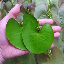 一叶莲睡莲碗莲水培植物花卉四季开花好养水生植物浮萍批发巧