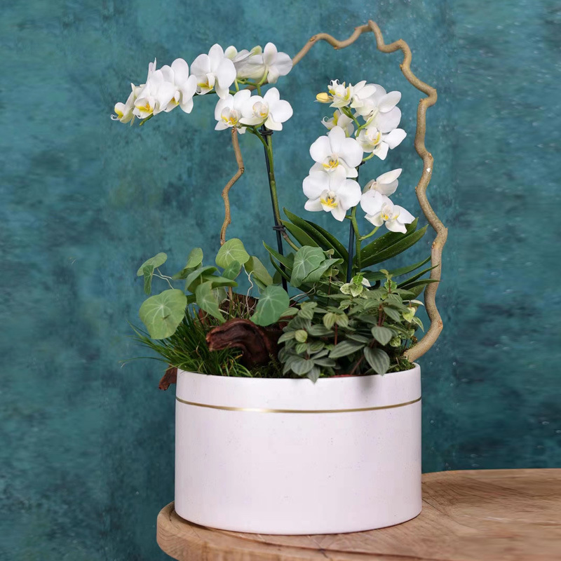 新款金边大口径花盆陶瓷盆蝴蝶兰花盆 年宵花组合花盆批发