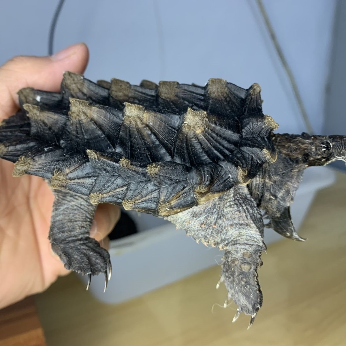 进口真鳄龟纯种钓鱼原色鳄龟苗钓鱼龟真鳄龟宠物观赏龟鳄宠物龟