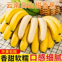 云南高山甜香蕉9斤当季新鲜水果软香甜banana芭蕉大蕉直发包邮