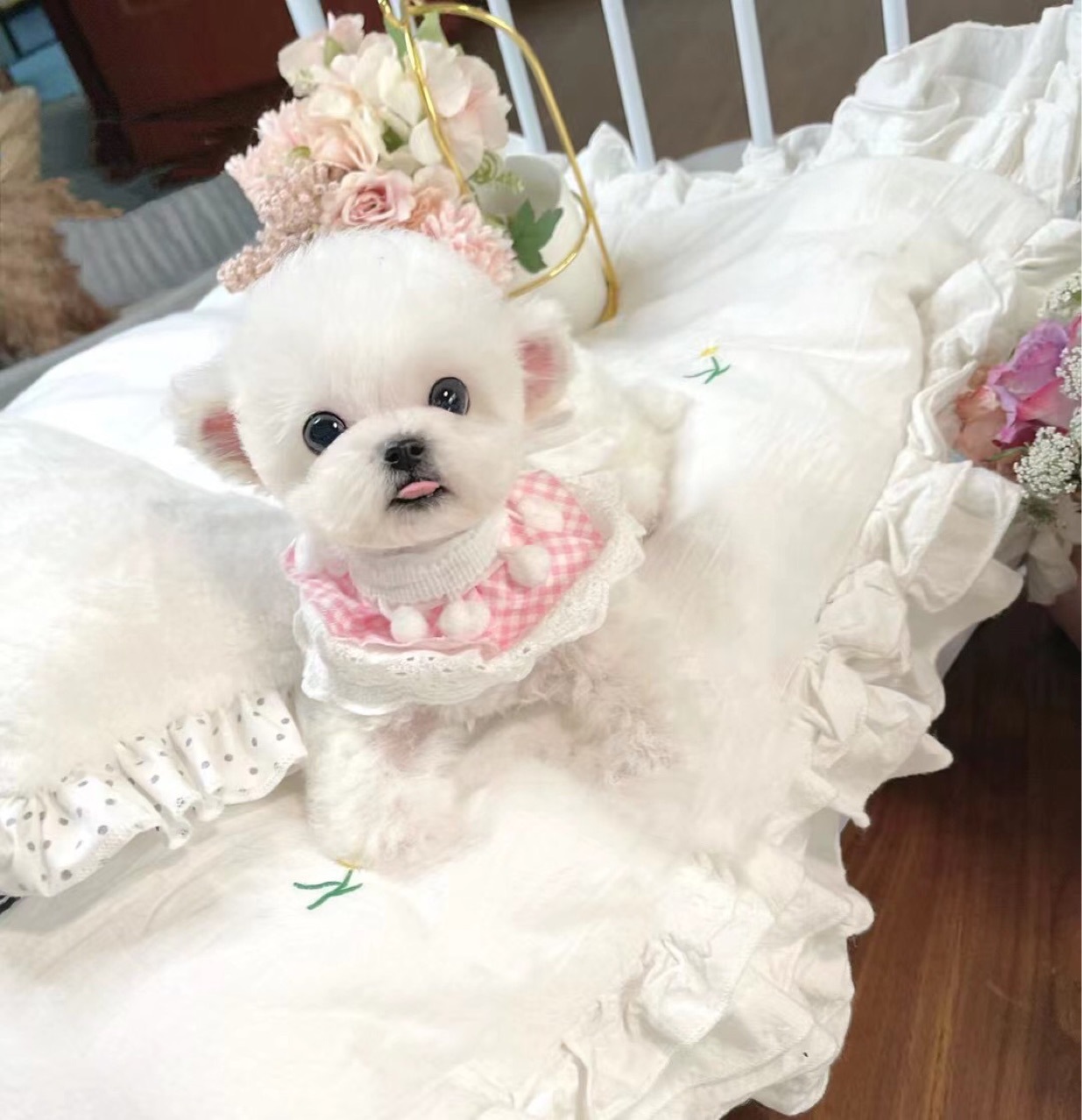 韩系纯种比熊幼犬小体法国卷毛飞耳比熊犬茶杯犬泰迪活体狗狗白色