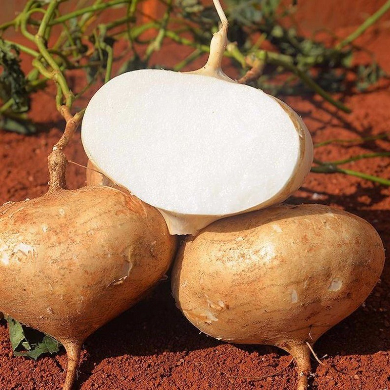 番薯广西凉薯现挖新鲜蔬菜水果农家自种白地瓜豆薯2/5/9斤包邮厂