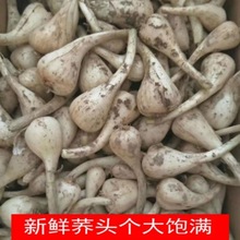 荞头现挖新鲜无叶藠新鲜农家自种腌制原料一件代发一件批发速卖通