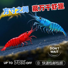 观赏虾鲜活鱼缸除藻虾淡水清洁蓝色红色彩色小虾黑壳水晶宠物虾壹