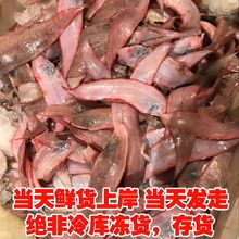 新鲜踏板鱼牛舌鱼野生舌头鱼龙利鱼深海鱼半斤一条鳎目鱼5斤包邮