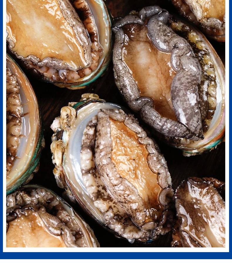 【福建东山鲍鱼】 海鲜水产批发餐饮酒店烧烤佛跳墙原料供应代发