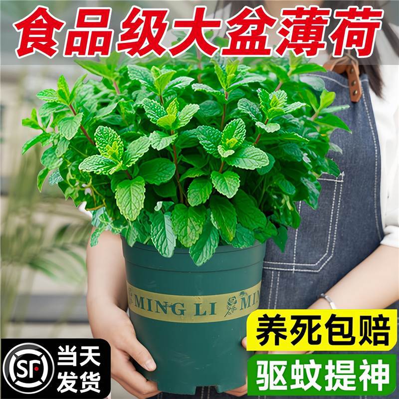大盆薄荷盆栽可食用大苗室内驱蚊绿植迷迭香四季香草植物猫薄荷叶