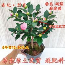 香妃茶花盆栽浓香型茶花树苗南北方室内耐寒花卉四季常青植物好养