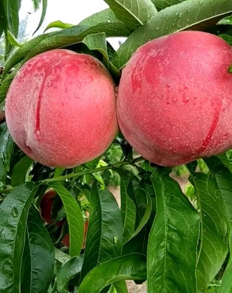 桃树苗嫁接苗南北方果树当年结果好吃果苗水蜜桃地栽