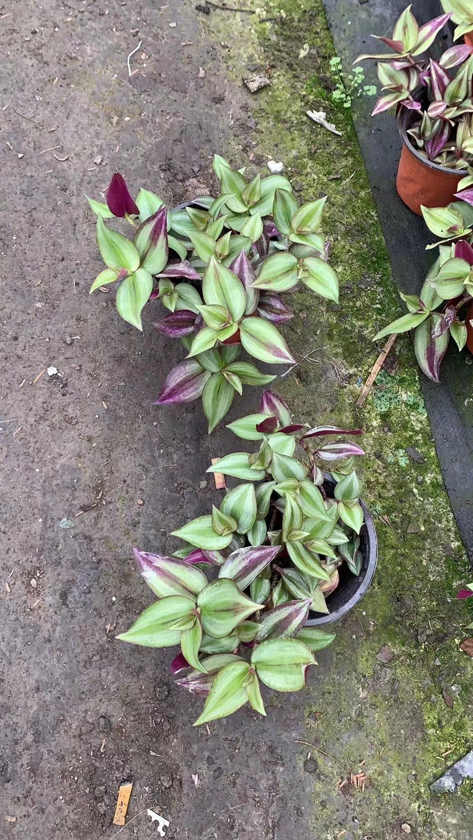 商品描述规格140#双色盆装 冠幅15-20cm植物品种吊竹梅干湿习性中性