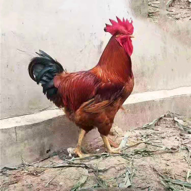 高成活率红羽公鸡苗400只 发往江苏南通 鸡苗孵化供应 马立克疫苗