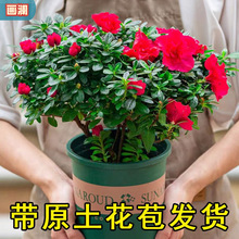 【带花苞原土】杜鹃花苗盆栽花卉植物室内外客厅阳台绿色植物盆景