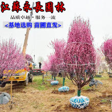 苗圃直发榆叶梅苗 榆叶梅树苗绿化花木庭院盆栽装饰美化规格齐全