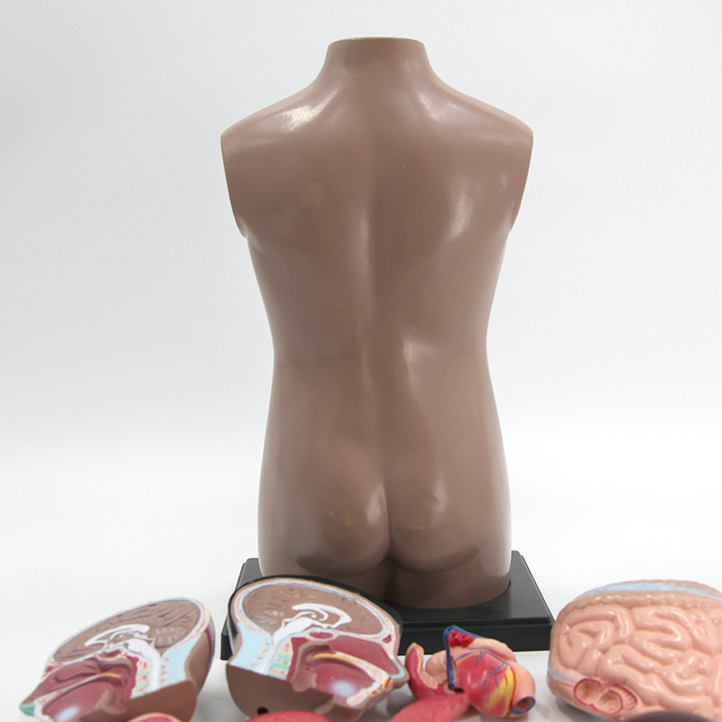 Body Trunk Anatomical Model Organ Detachable Medical Teaching Heart Viscera Model Toy