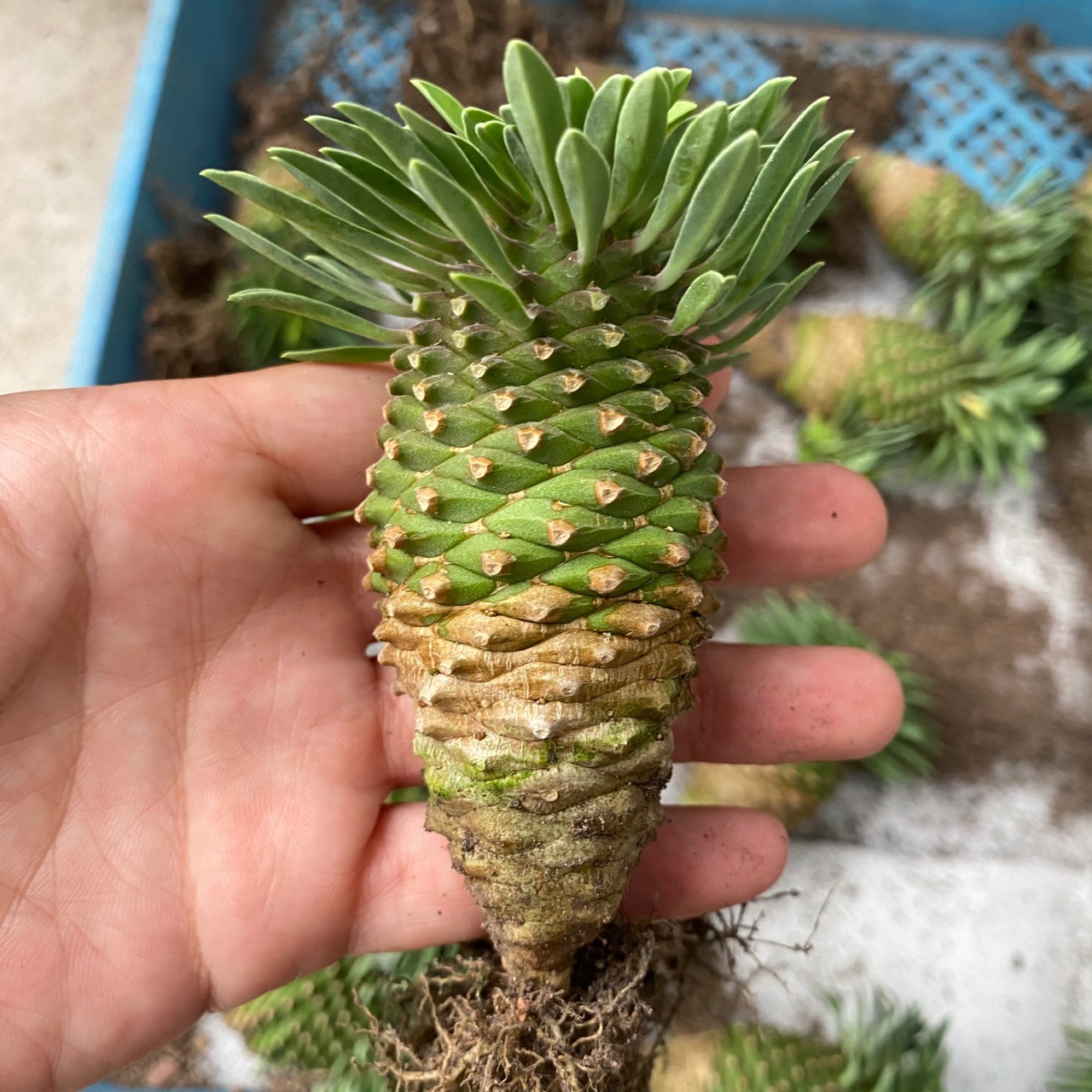 铁甲麒麟块根植物高度5-8厘米仙人球小盆栽多肉植物-阿里巴巴