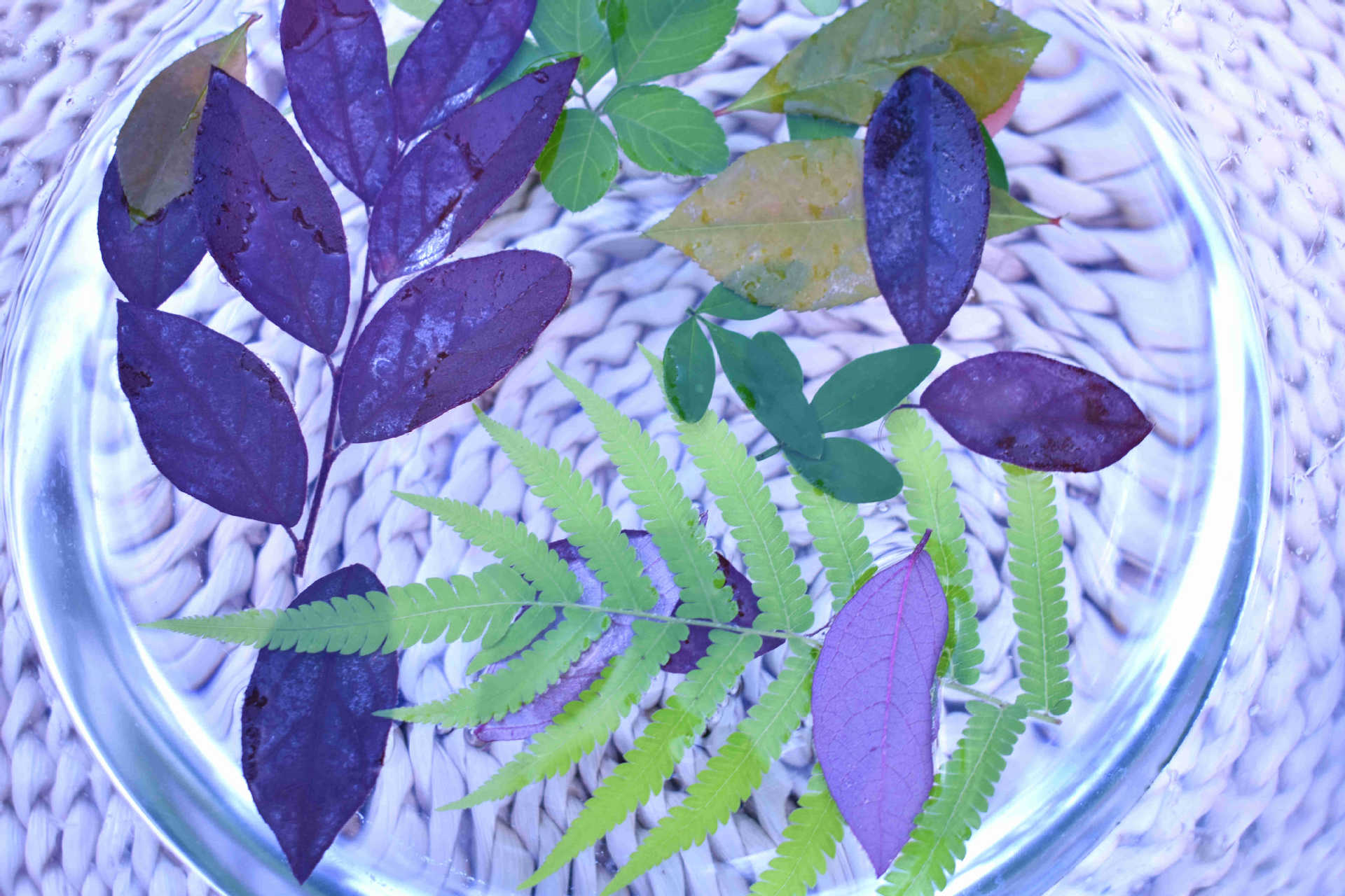 植物敲拓染 草木拓印染树叶花瓣植物印染布植物染布手工diy体验包