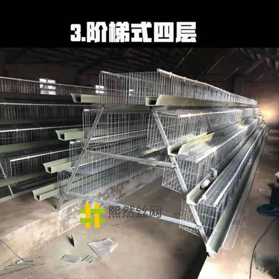 包邮加粗4门5门蛋鸡笼阶梯式鸡笼三层四层养殖用自动滚蛋鸡笼子
