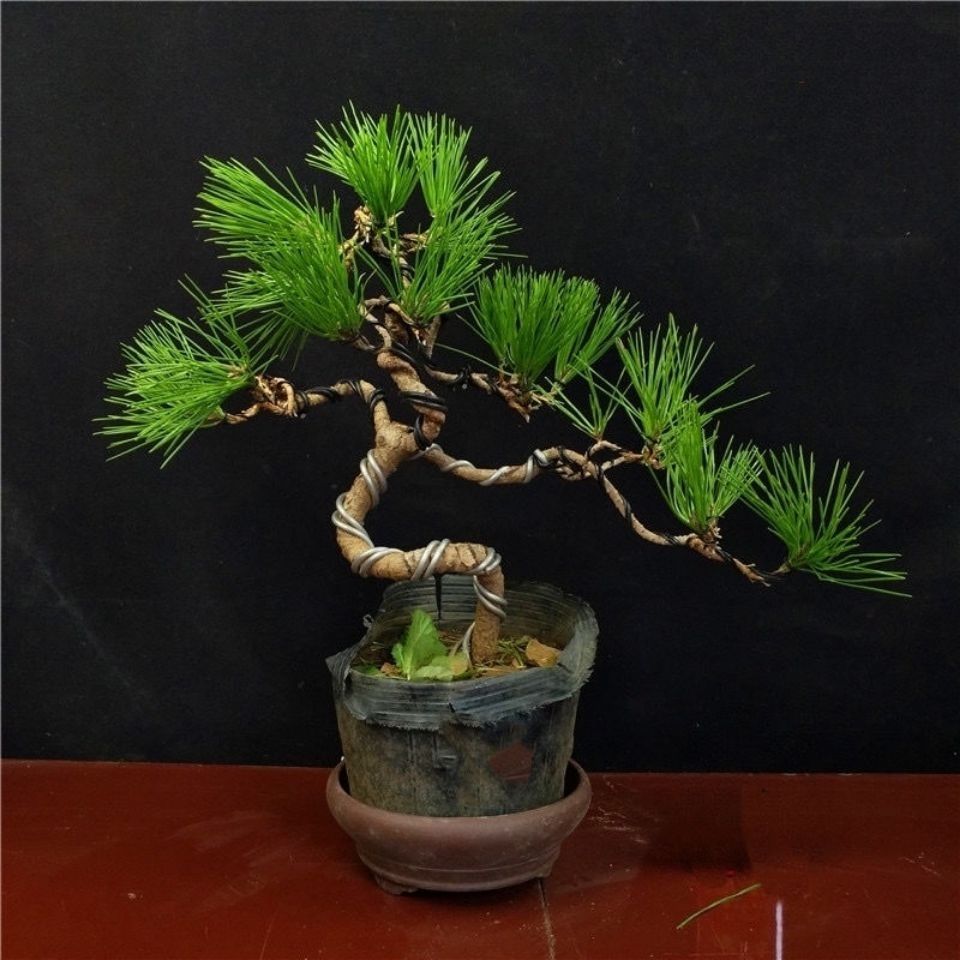 黑松 造型黑松 黑松盆栽 微盆景 四季常青 阳台绿植