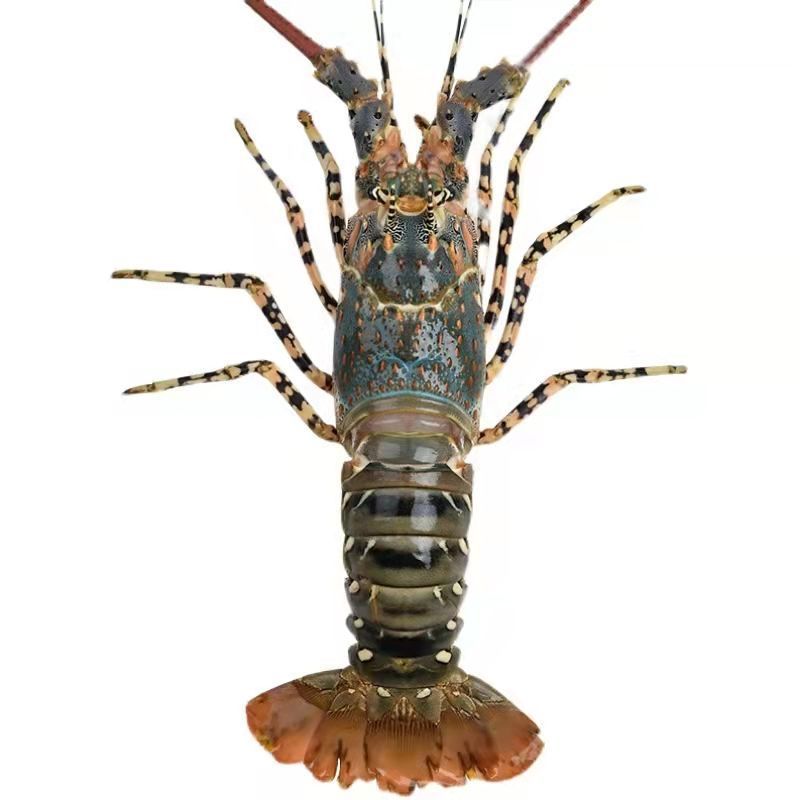 代发大花独立花红大龙虾