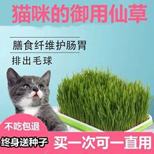 小麦草水培猫草套装猫草种子猫零食懒人化毛去毛球猫草猫咪用品