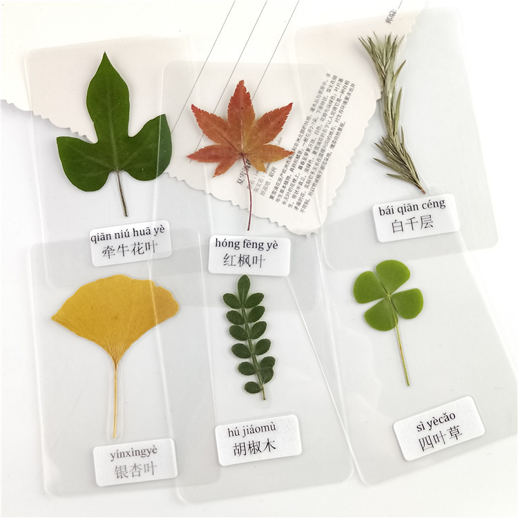 过塑干花压花塑封植物标本过塑书签真树叶认识叶子花草书签带标签
