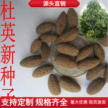 新采杜英树种子 小叶杜英种子 大叶杜英种子 林木种子绿植