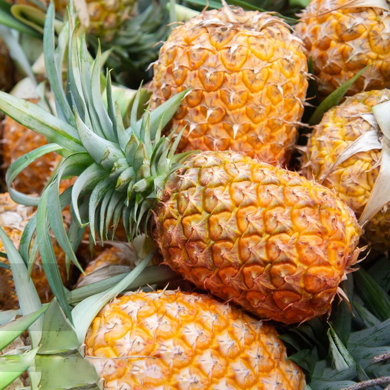 5成交3056件汕头市南瓜车食品有限公司4年南瓜车品牌相似海南金钻凤梨