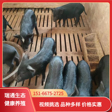 长期供应藏香猪小猪仔 散养纯种藏香猪活体藏香猪后背母猪商品猪