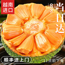 印尼红菠萝蜜新鲜水果红肉菠萝蜜一整个红心甜度高10-16斤包邮