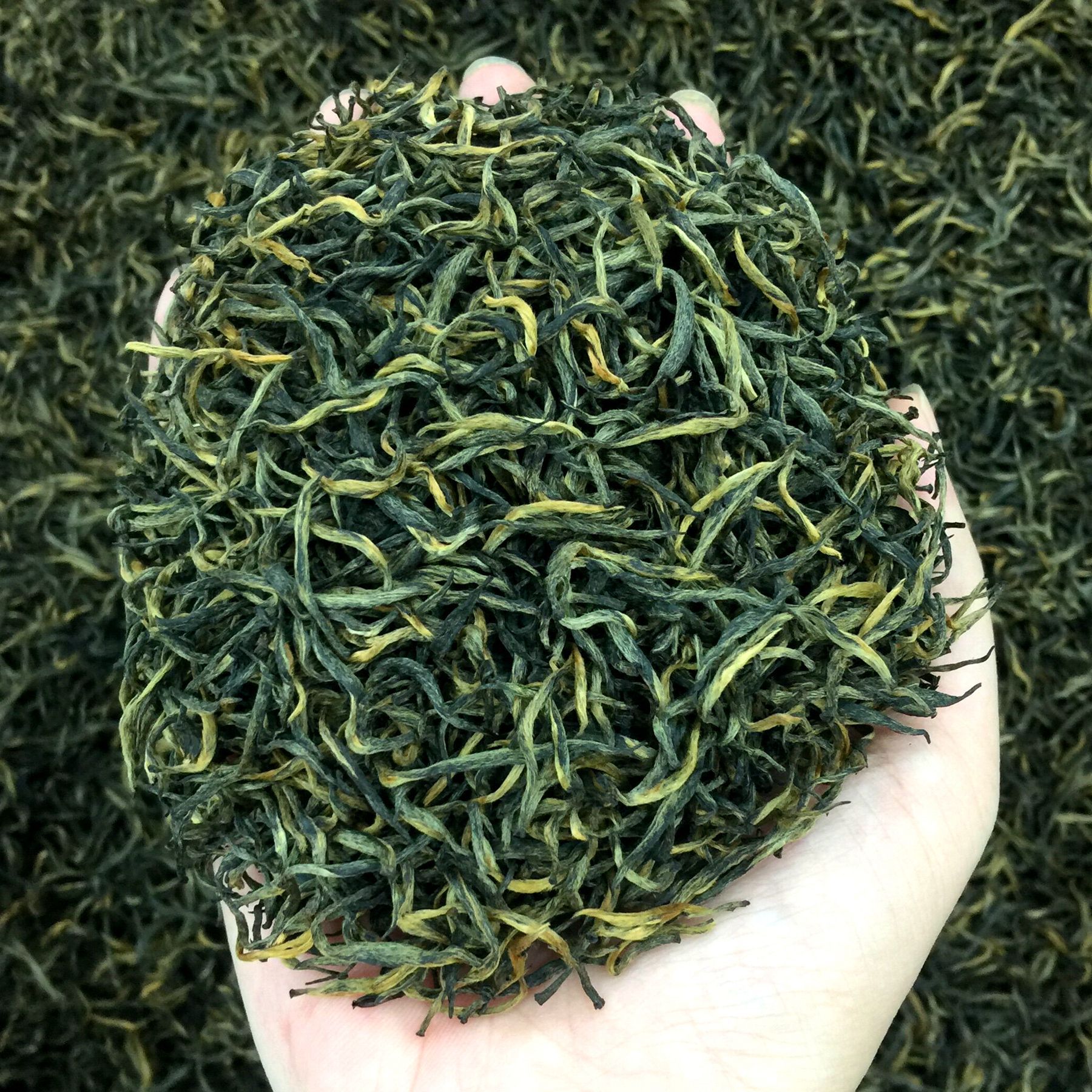 艾达福 梅占金骏眉 瓜子金芽浓花果香2021年桐木关红茶散装小泡袋