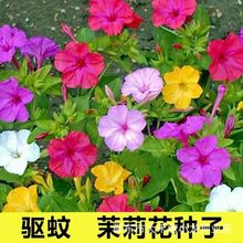 五彩香茉莉花种子紫茉莉花地雷花种子阳台易种盆栽五彩香茉莉花种