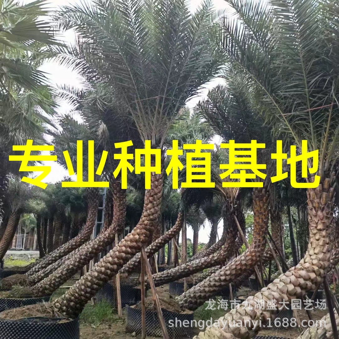 福建弯杆中东海枣树供应 批发杆高3米中东海枣 弯杆银海枣价格