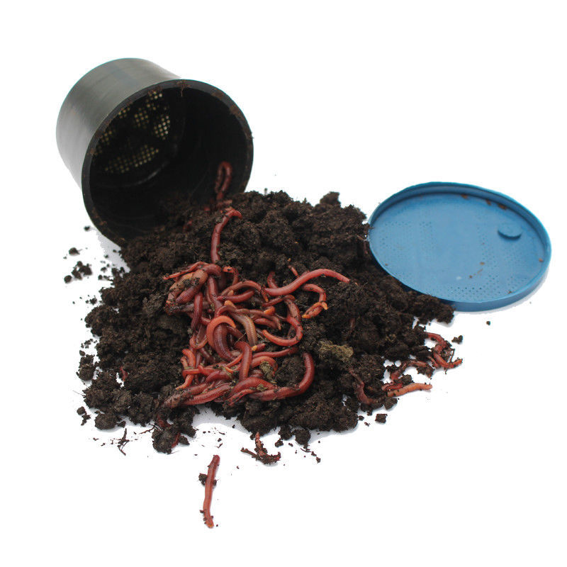 盒装蚯蚓 整箱批发 48盒 72盒 96盒 活体红蚯蚓鲜活钓饵 王军批发