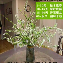 重瓣雪柳干枝支鲜枝水养插花水培植物鲜花卉室内盆栽绿植龙柳好活