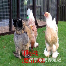 宠物观赏鸡波澜鸡黄金球鸡元宝鸡鸡苗种蛋均有
