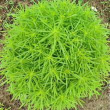 地肤菜种籽地肤草扫帚美肤菜食用野菜草坪春秋阳台蔬菜种子批发