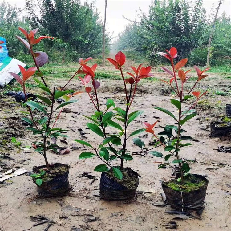 【新品火焰红】红叶石楠杯苗批发 红叶石楠容器小苗 价格优惠
