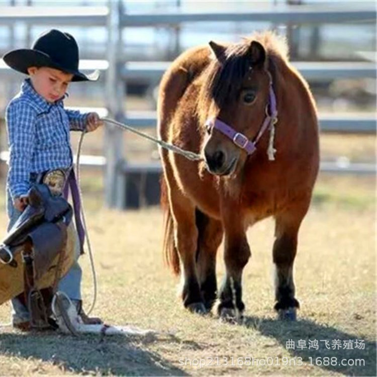 儿童可以骑乘小矮马设特兰德保矮脚马宠物活体活物幼崽出售回收